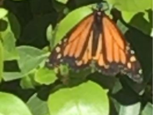 Monarch in Arizona