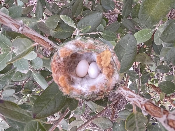 Hummingbird nest with eggs.