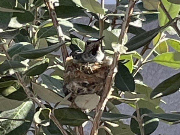 Hummingbird incubating eggs