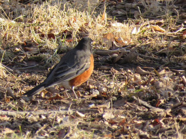 American Robin in Iowa.