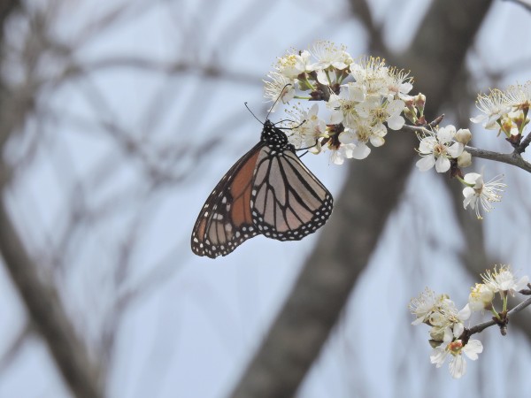 Monarch on plum tree.