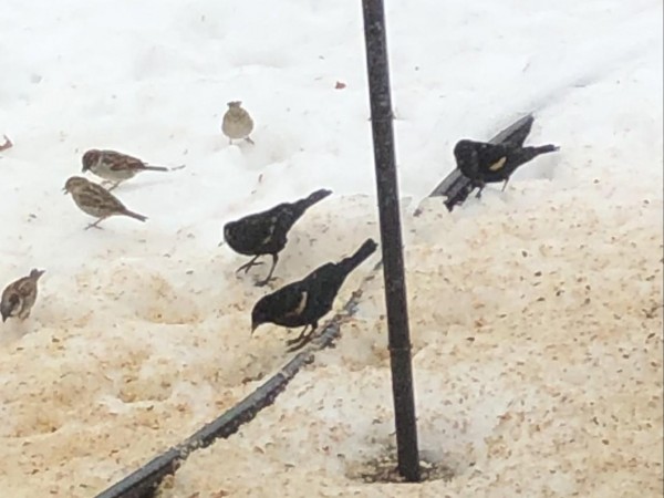 Red-winged Blackbirds 