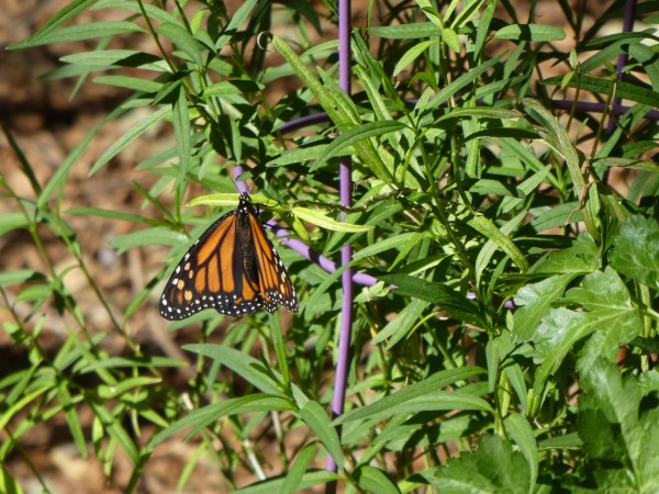 Monarch in Chandler, AZ