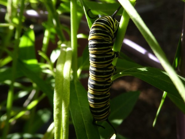 5th instar on milkweed