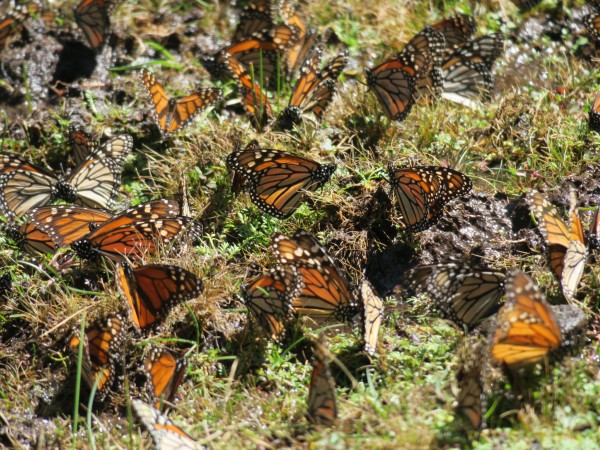 Monarchs at El Rosario