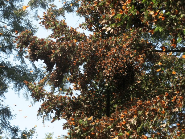 Monarchs covering trees