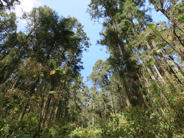 Oyamel forest