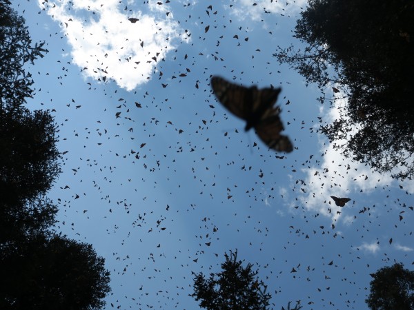 Monarchs flying at La Salud