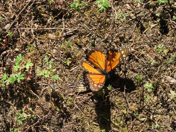 Monarchs at La Salud.
