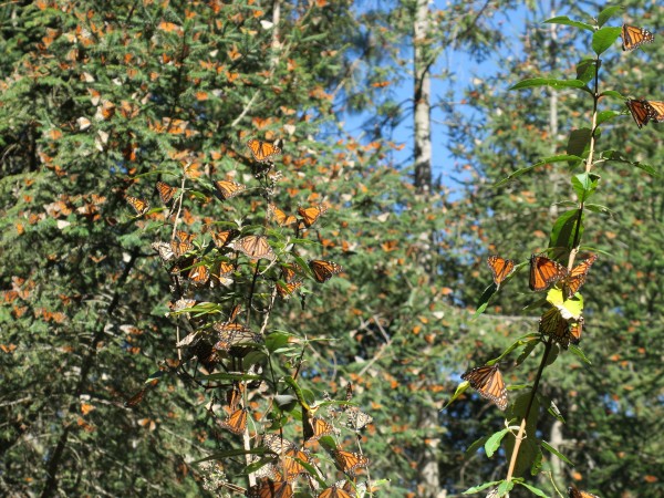 Monarchs at La Salud.