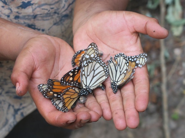 Dead monarchs in hands.