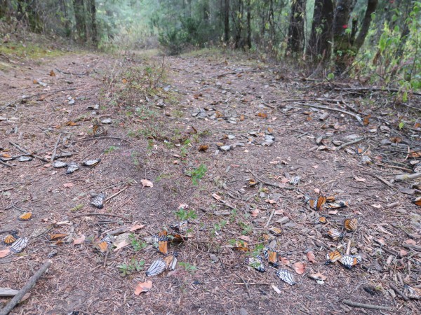 Dead monarchs on trail