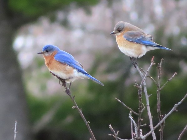 Eastern Bluebirds.
