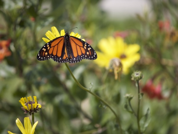 Monarch in Ontario, CA