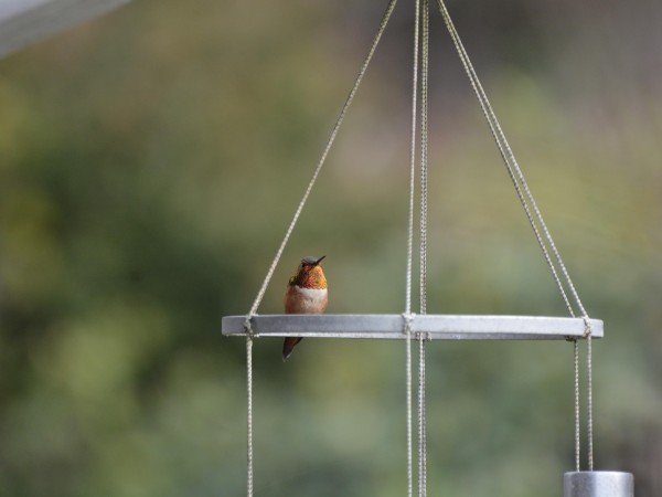 Rufous Hummingbird in California.