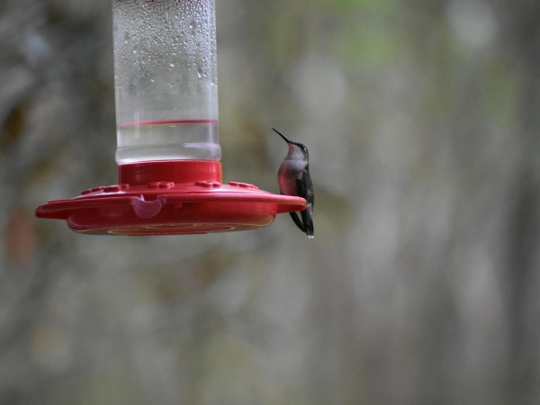 Female Rub-throated Hummingbird.