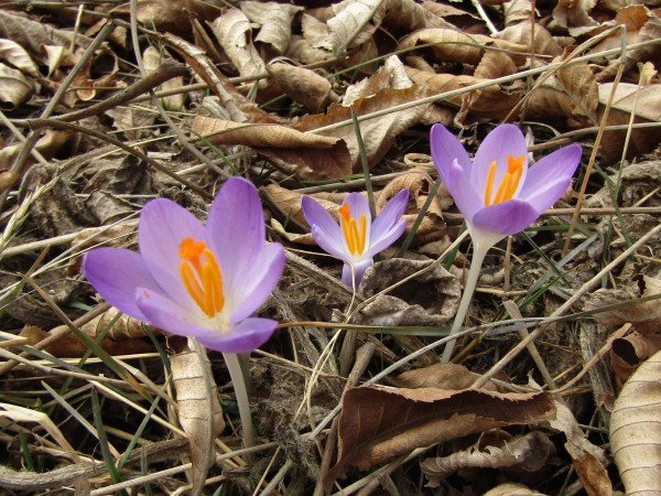 Crocuses