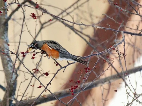 American Robin