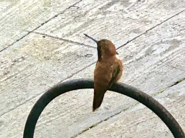Rufous Hummingbird.