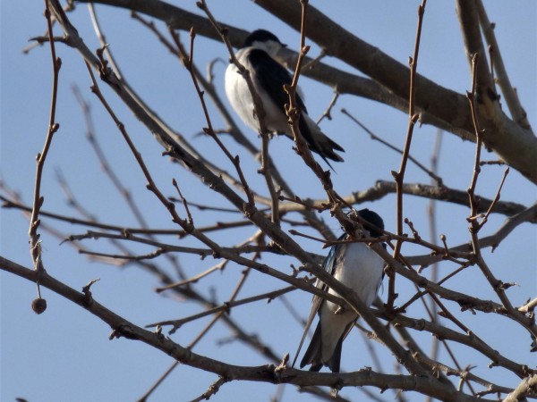 Tree Swallows 