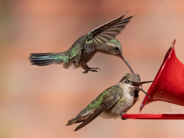Broad-billed and Anna's Hummingbird