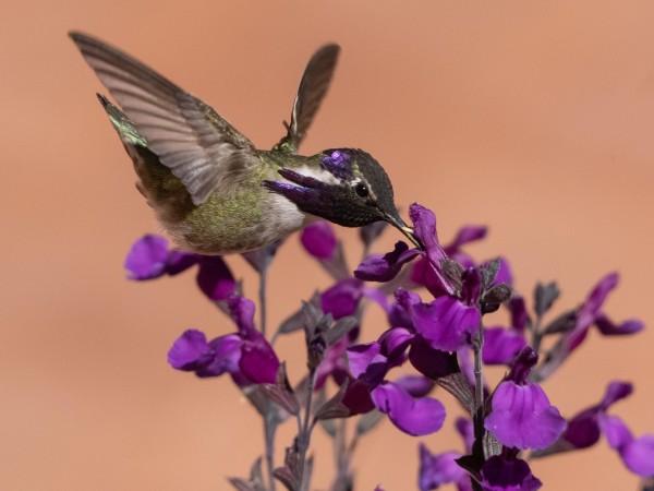 Male Costa's Hummingbird