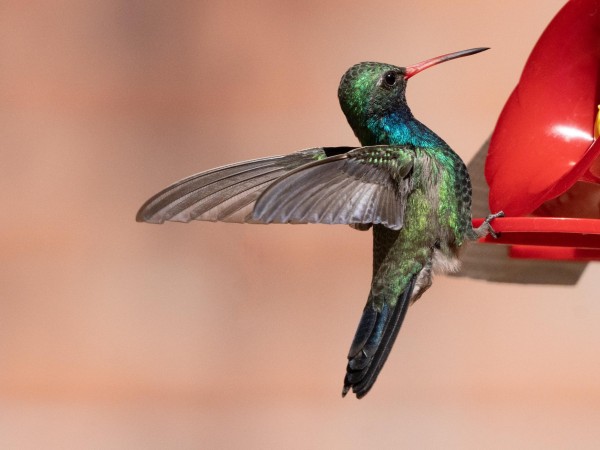 Broad-billed Hummingbird