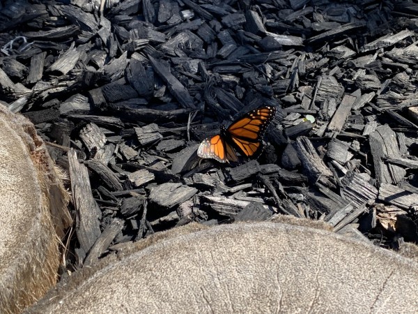 Monarch in Chula Vista