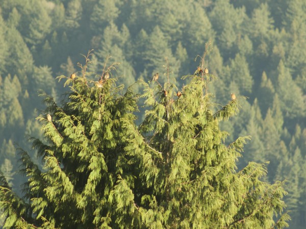American Robins in British Columbia.