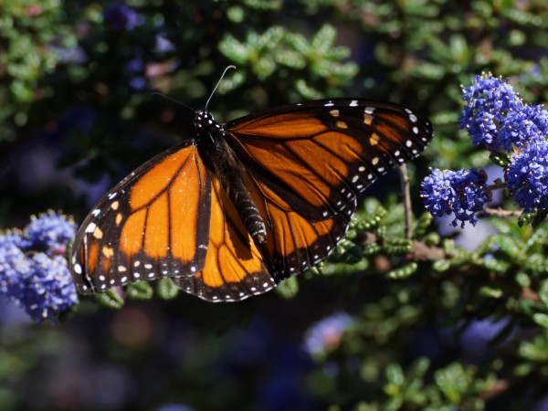 Monarch in Oakland.