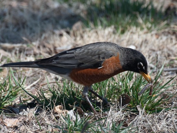 American Robin eating a worm