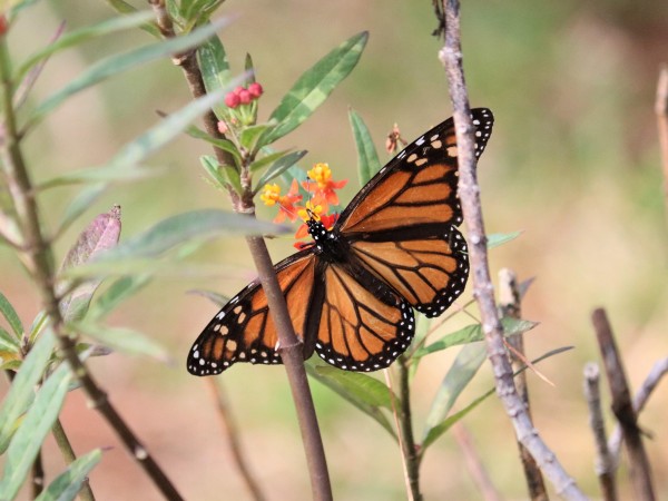 Monarch on tropical milkweed.