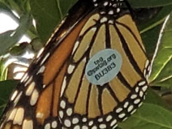 Monarch in Mesa, AZ