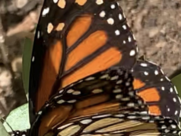 Monarch depositing eggs.