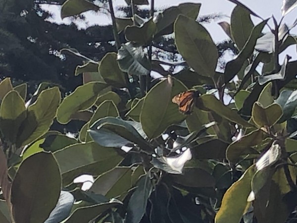 Monarch in Oakland