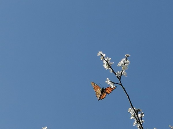 Monarch and plum tree