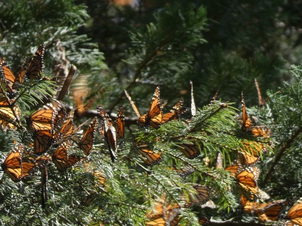 Monarchs on branches.