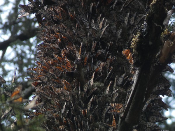 Monarchs on a tree trunk