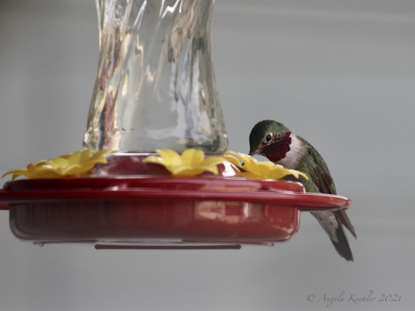 Broad-tailed Hummingbird