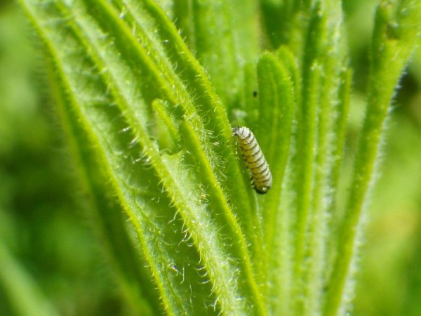Monarch larva 
