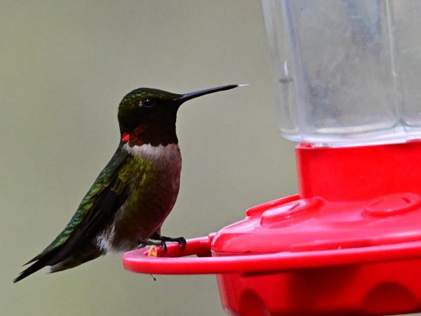 Male Ruby-throated Hummingbird.