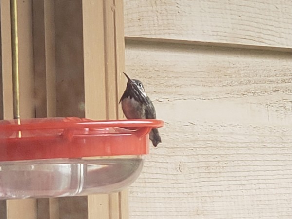 Calliope Hummingbird 