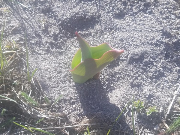 emerging tulip 