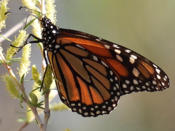 Monarch in New Mexico