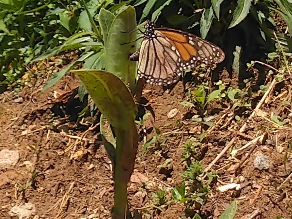 Monarch lyaing eggs