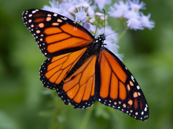 Monarch Butterfly