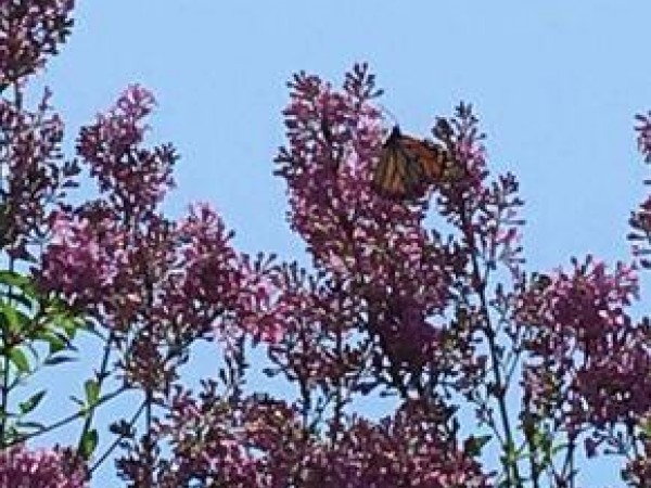 Monarch in Lilac bushes