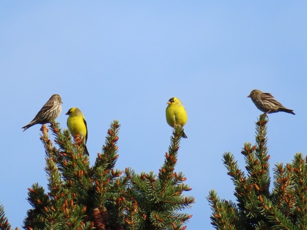  Pine Siskins and American Goldfinches