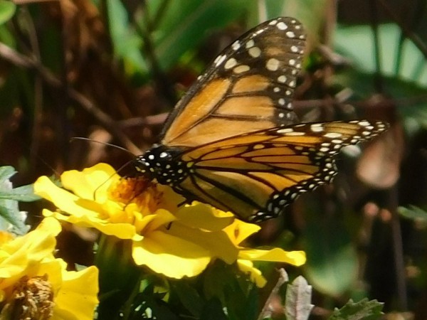 Monarch in Texas.