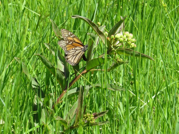 Monarch laying eggs.